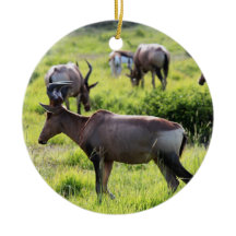 Afrikansk antilop på Safari i Sydafrika