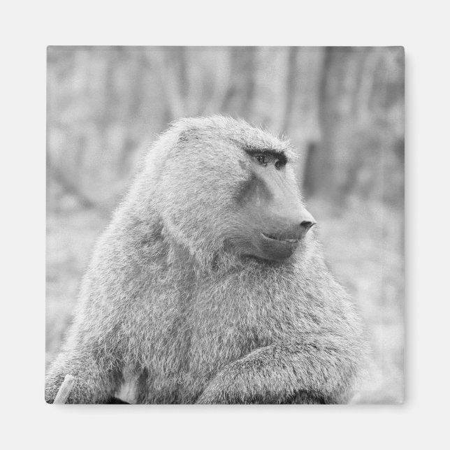 Afrikansk babian magnet (Framsidan)