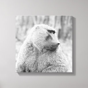 Afrikansk baboon canvastryck
