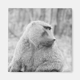 Afrikansk baboon magnet