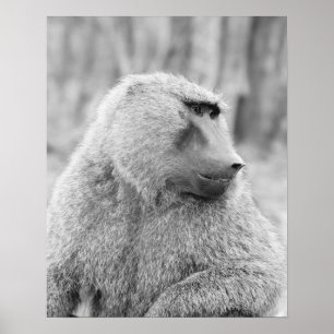 Afrikansk baboon poster