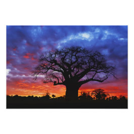 Afrikansk baobab träd, Adansonia digitata, 2 Fototryck