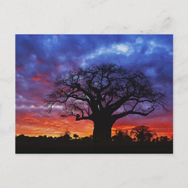 Afrikansk baobab träd, Adansonia digitata, 2 Vykort (Framsida)