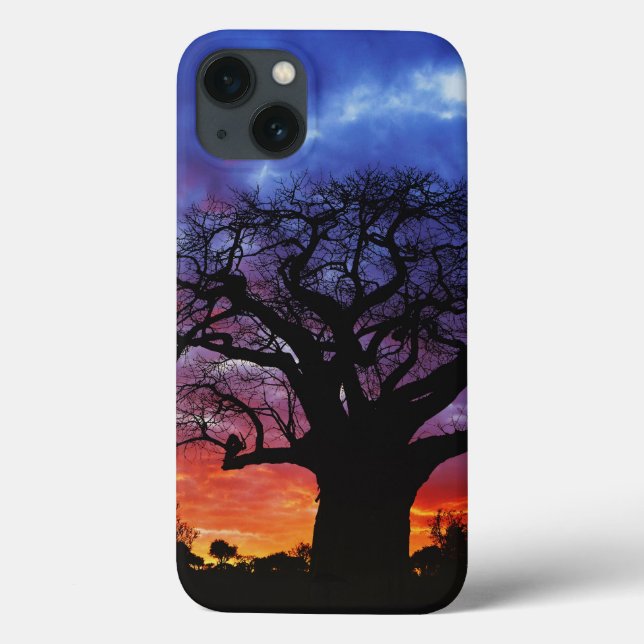 Afrikansk baobabträd, Adansonia digitata, 2 (Baksida)
