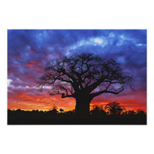 Afrikansk baobabträd, Adansonia digitata, 2 Fototryck