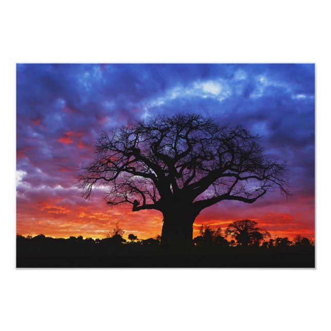 Afrikansk baobabträd, Adansonia digitata, 2 Fototryck (Framsidan)