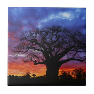 Afrikansk baobabträd, Adansonia digitata 2 Kakelplatta
