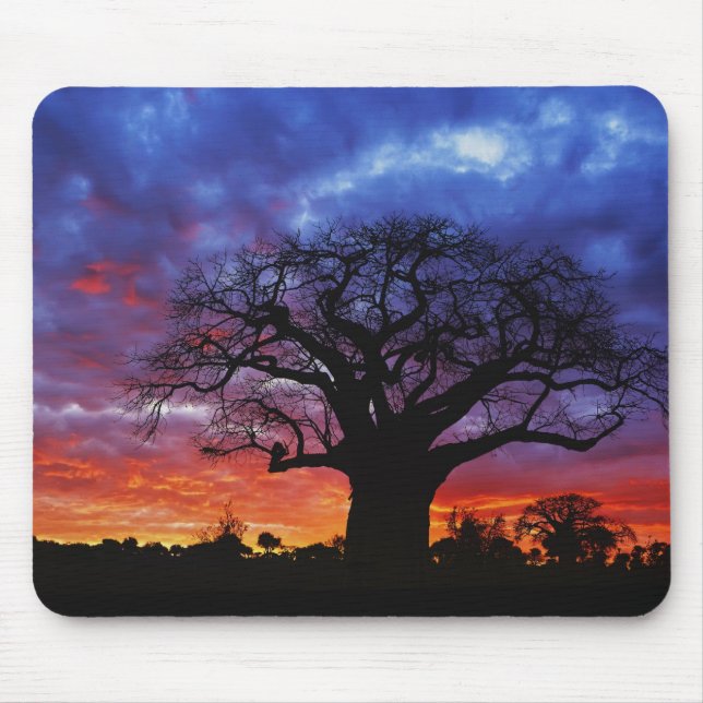Afrikansk baobabträd, Adansonia digitata, 2 Musmatta (Framsidan)