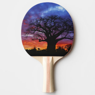 Afrikansk baobabträd, Adansonia digitata, 2 Pingisracket