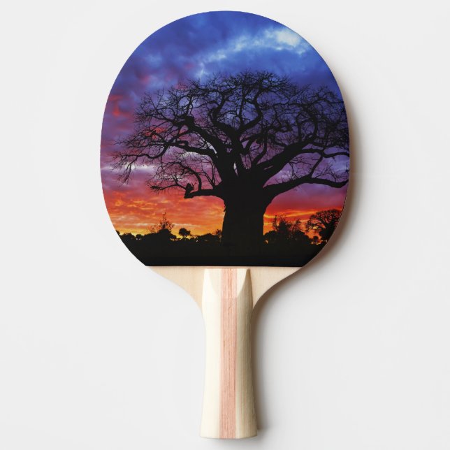 Afrikansk baobabträd, Adansonia digitata, 2 Pingisracket (Framsidan)
