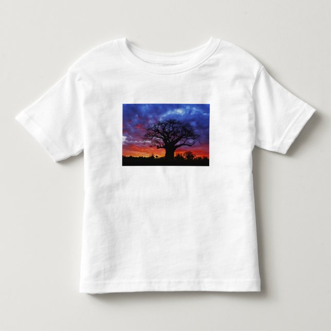 Afrikansk baobabträd, Adansonia digitata, 2 Tröja (Framsida)