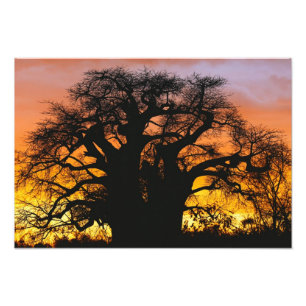Afrikansk baobabträd, Adansonia digitata, Fototryck