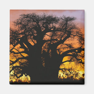Afrikansk baobabträd, Adansonia digitata, Magnet