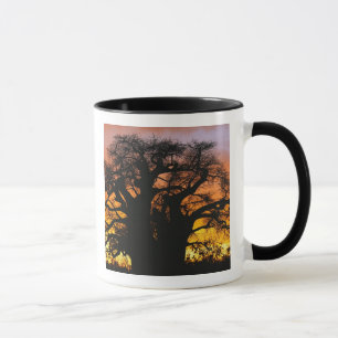 Afrikansk baobabträd, Adansonia digitata, Mugg