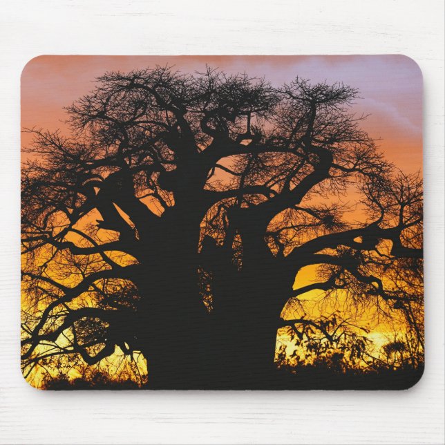 Afrikansk baobabträd, Adansonia digitata, Musmatta (Framsidan)