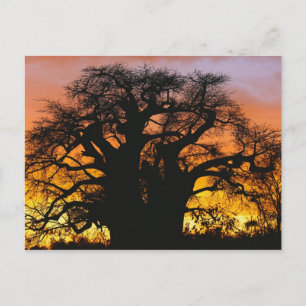 Afrikansk baobabträd, Adansonia digitata, Vykort