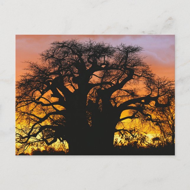 Afrikansk baobabträd, Adansonia digitata, Vykort (Framsida)