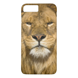 Afrikansk Barbary Lejon, Panthera leo leo, en av