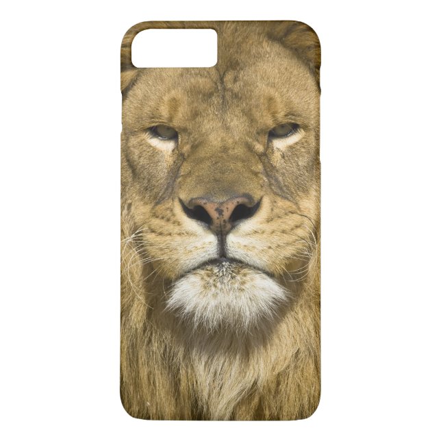 Afrikansk Barbary Lejon, Panthera leo leo, en av Case-Mate iPhone Skal (Baksida)