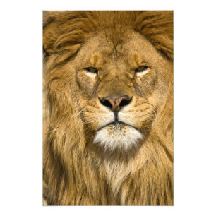 Afrikansk Barbary-lejon, Panthera leo leo, en av Fototryck