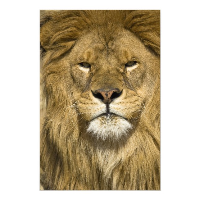 Afrikansk Barbary-lejon, Panthera leo leo, en av Fototryck (Framsidan)