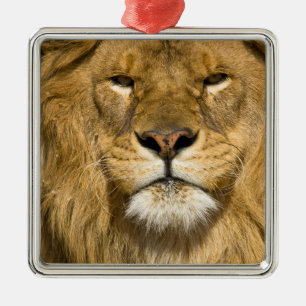 Afrikansk Barbary Lejon, Panthera leo leo, en av Julgransprydnad Metall
