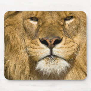 Afrikansk Barbary-lejon, Panthera leo leo, en av Musmatta