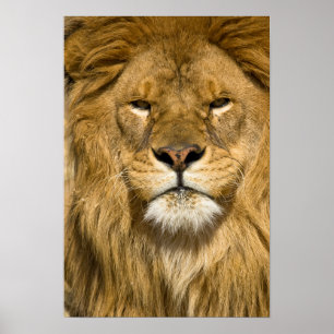 Afrikansk Barbary Lejon, Panthera leo leo, en av Poster