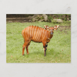 afrikansk bongo 1 vykort