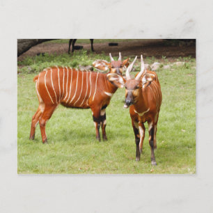 afrikansk bongo 3 vykort