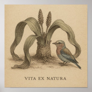 Afrikansk botaniska fågelkonst med ökert Plant Lif Poster