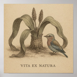 Afrikansk botaniska fågelkonst med ökert Plant Lif Poster