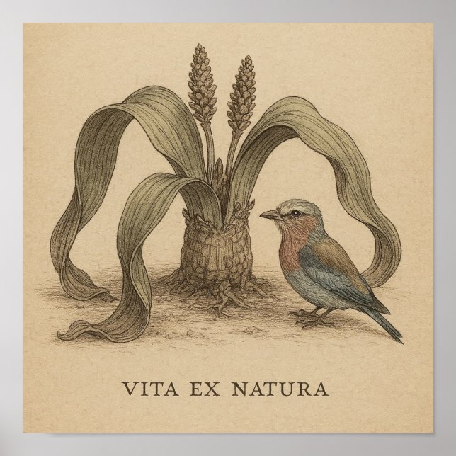 Afrikansk botaniska fågelkonst med ökert Plant Lif Poster (Framsidan)