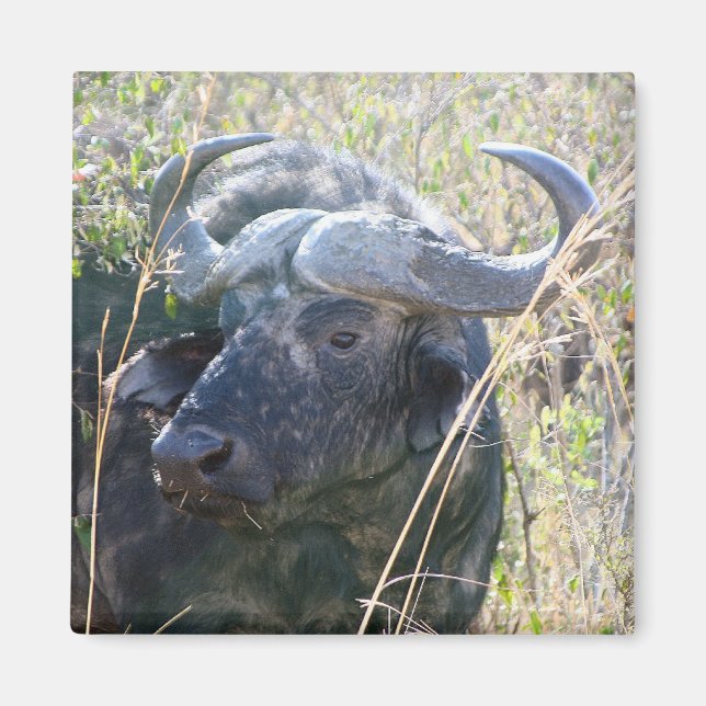 Afrikansk buffalo magnet (Framsidan)