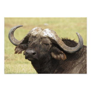 Afrikansk buffalo, Syncerus caffer Fototryck