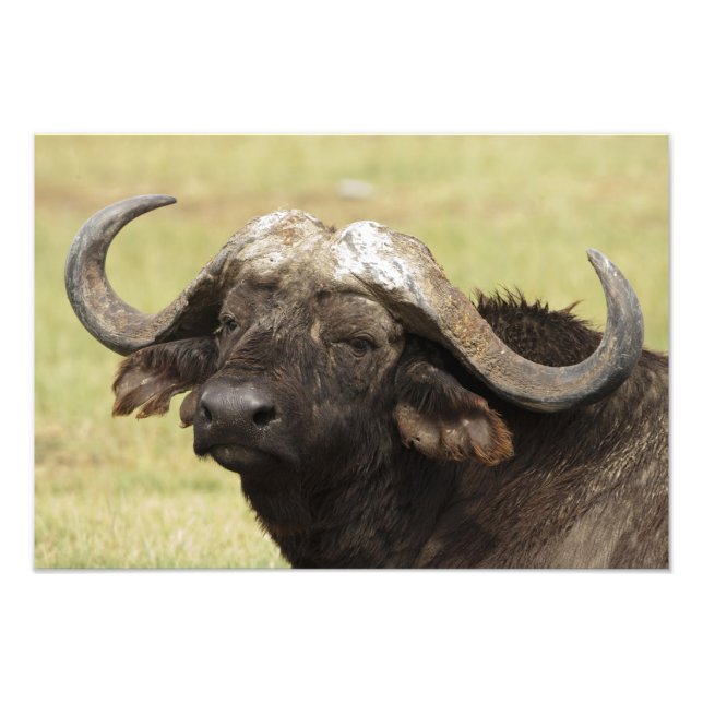 Afrikansk buffalo, Syncerus caffer Fototryck (Framsidan)