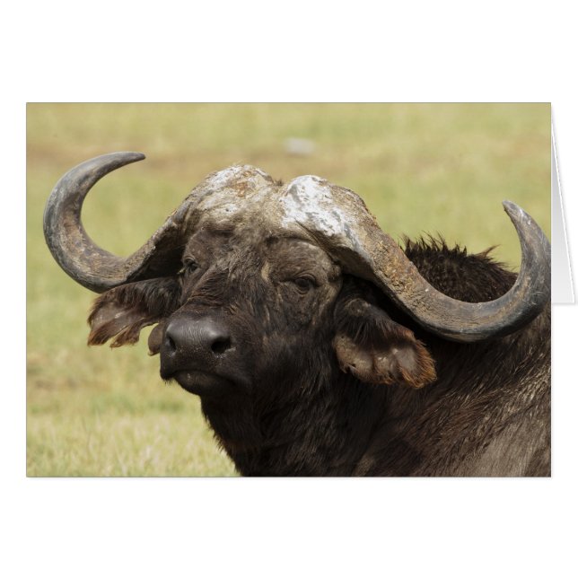 Afrikansk buffalo, Syncerus caffer Hälsningskort (Framsidan Horizontal)