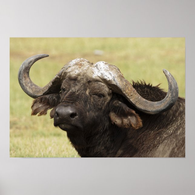 Afrikansk buffalo, Syncerus caffer, stående i Poster (Framsidan)