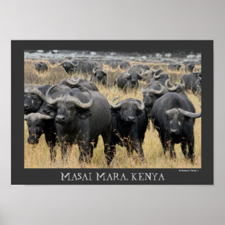 Afrikansk buffaloes av Masai Mara-Poster Poster