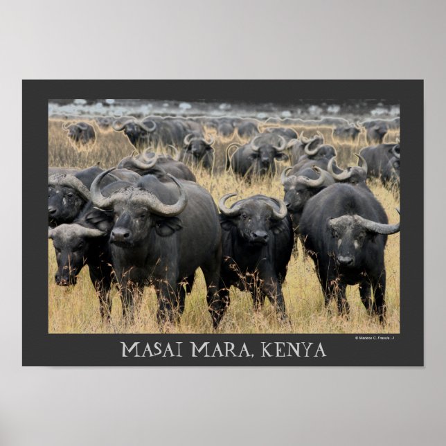 Afrikansk buffaloes av Masai Mara-Poster Poster (Framsidan)