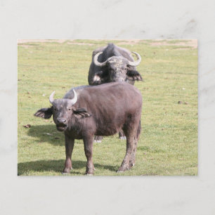 Afrikansk buffalos vykort