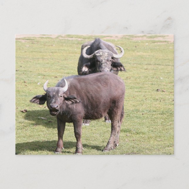 Afrikansk buffalos vykort (Framsida)