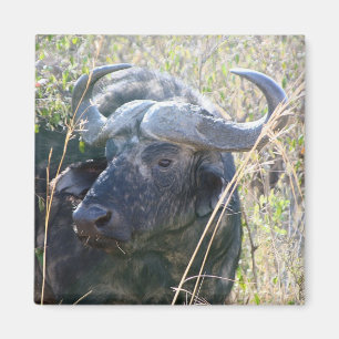 Afrikansk buffel magnet