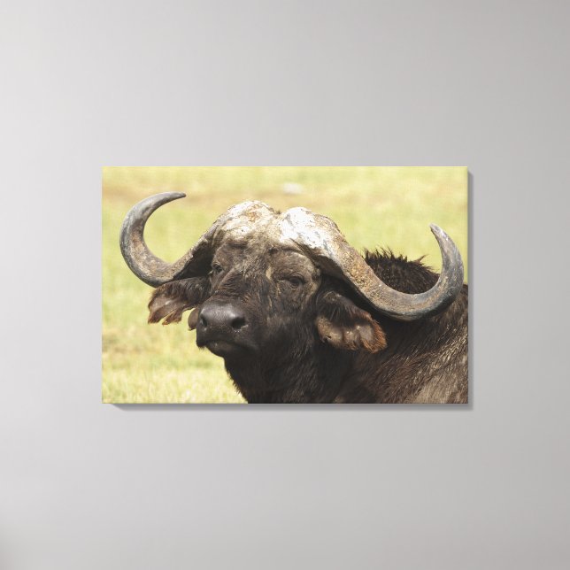 Afrikansk buffel, Syncerus caffer Canvastryck (Framsida)