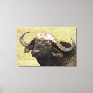 Afrikansk buffel, Syncerus caffer Canvastryck