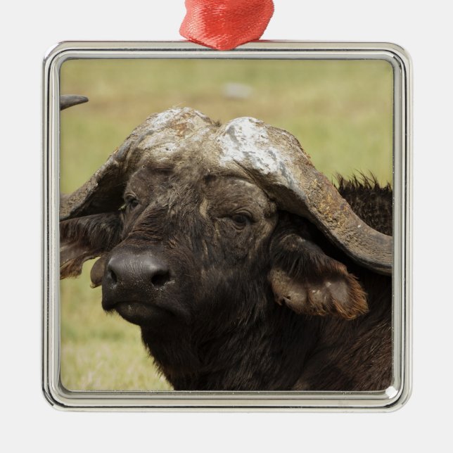 Afrikansk buffel, Syncerus caffer Julgransprydnad Metall (Framsidan)