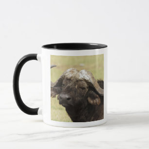 Afrikansk buffel, Syncerus caffer Mugg