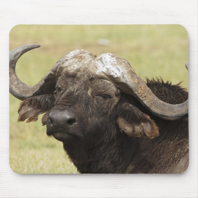 Afrikansk buffel, Syncerus caffer Musmatta (Framsidan)
