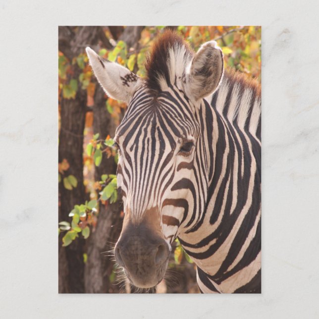 Afrikansk burchells zebra med rand i bushveld helg vykort (Framsida)