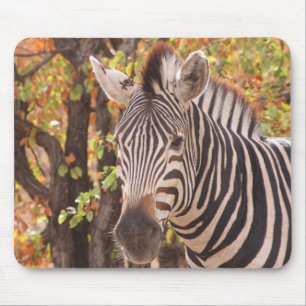 Afrikansk burchells zebra med rand i bushveld musmatta